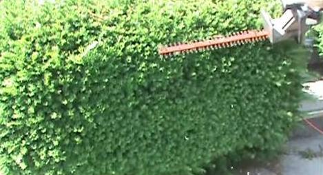pruning