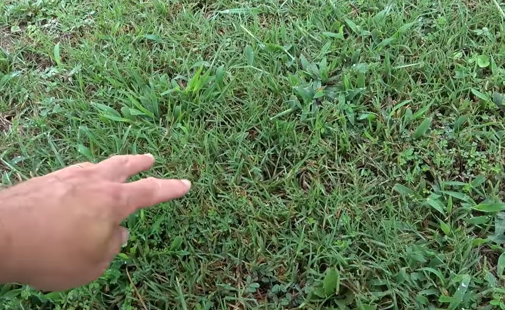 mowing